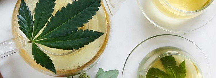 Photo of cannabis leaves in a lab